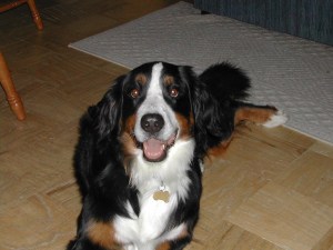 Molly Smiling Molly Smiling