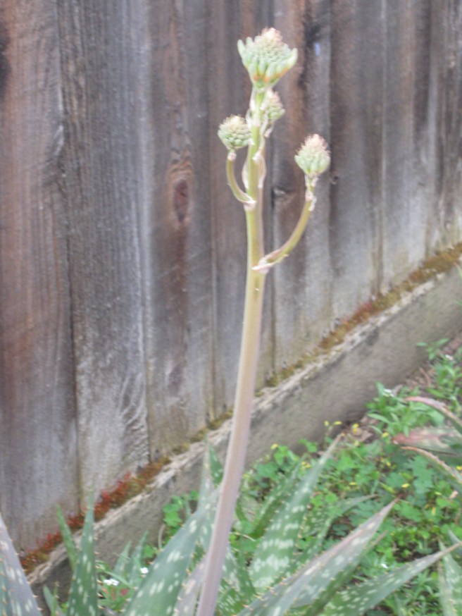 Aloe Soon To Bloom