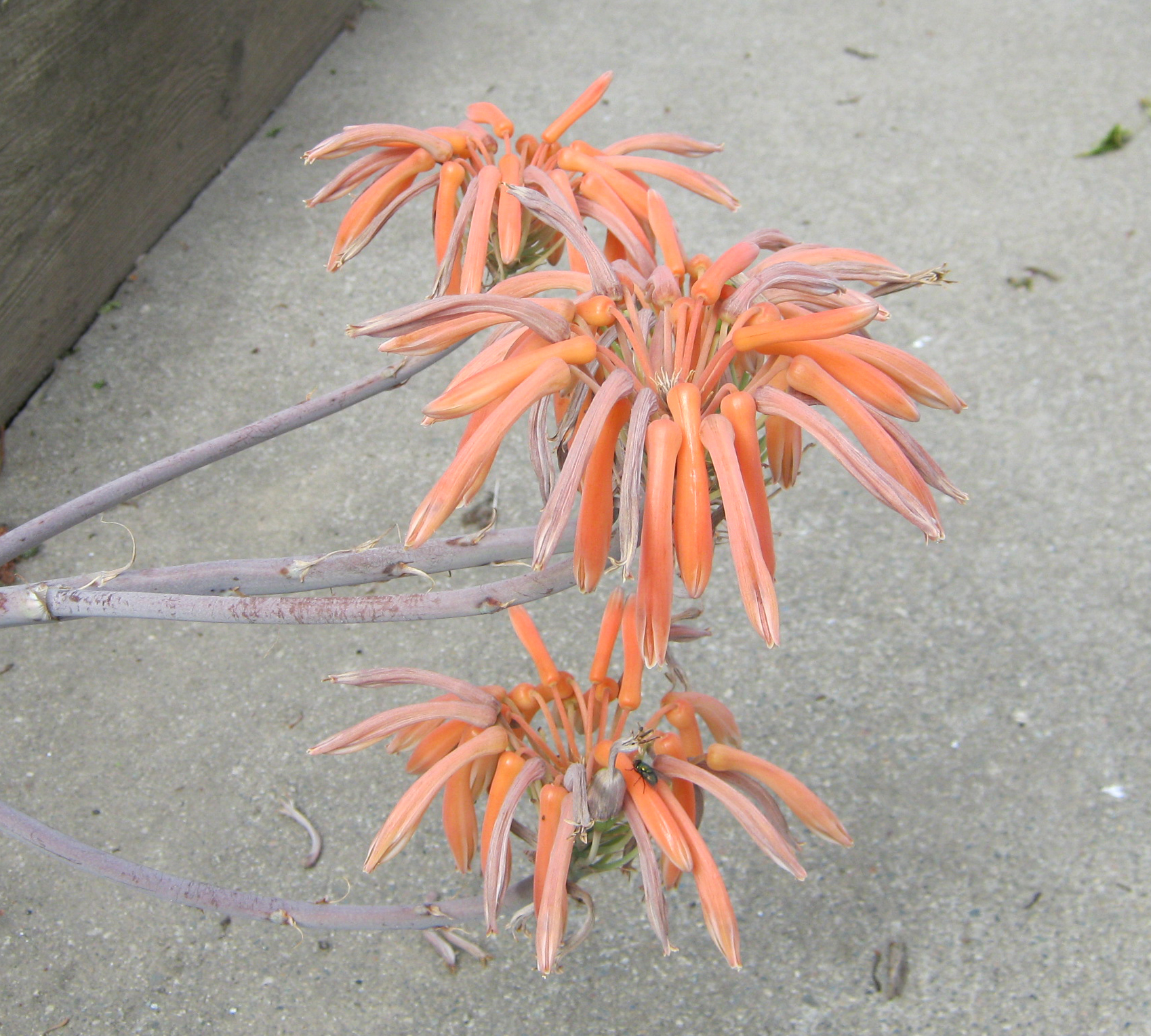 Droopier And Drying Out