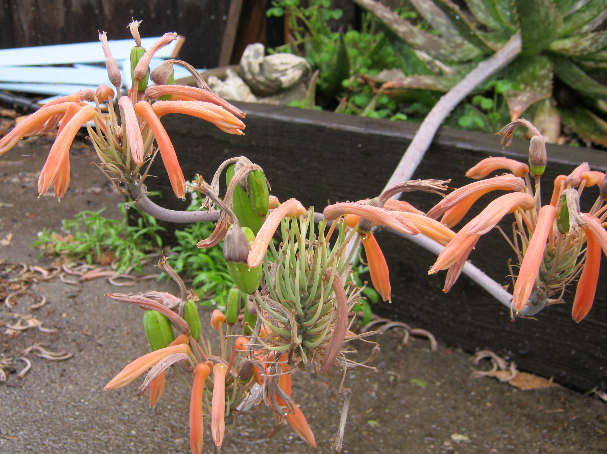 Flowers going to seed