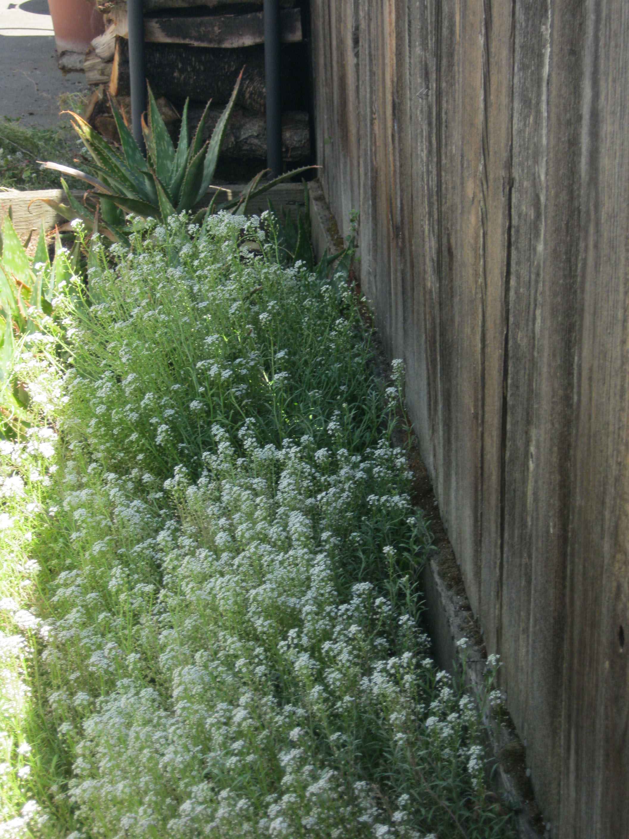 Ground Cover Gone Wild