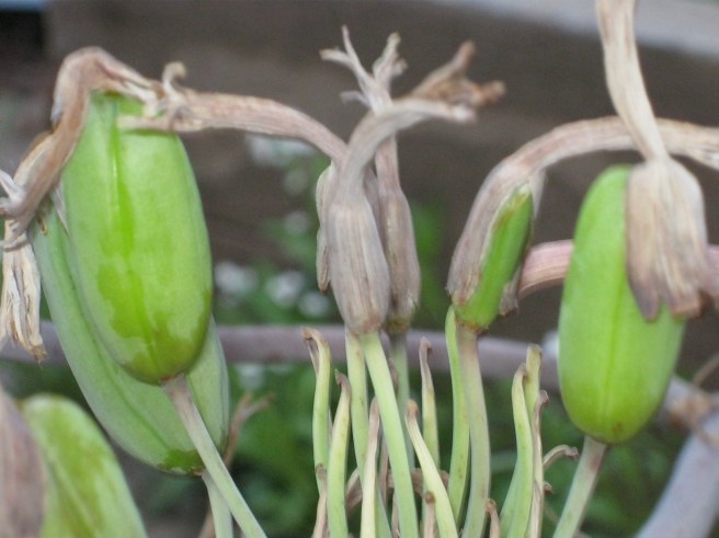 Pods