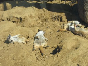 Mercats Lazing About