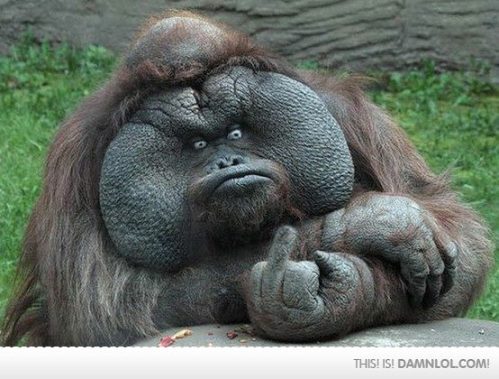 Pissed Off Gorilla