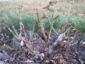 Thorny And Ungrateful