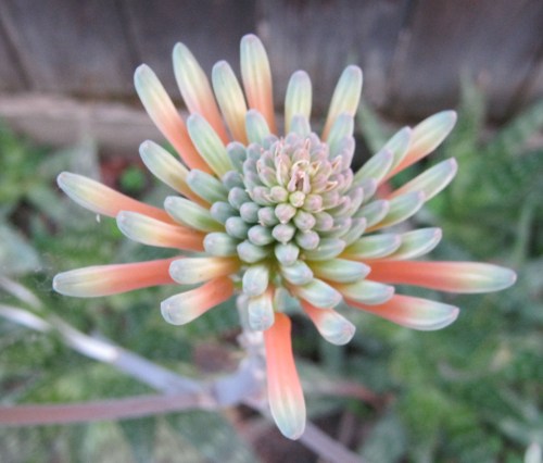 The First of Big Momma's Flowers