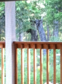Black Bear sitting on tree stump