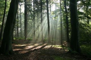 ForestLight