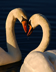SwanLove