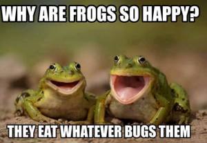 HappyFrogs