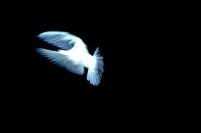 small__doveFlying