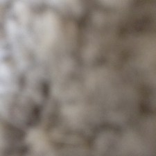 Beige Carpet (specks are Ziva's hair.